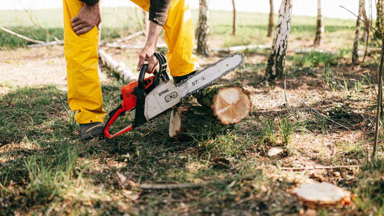 Best Tree Disease Treatment  in Hampstead, NC